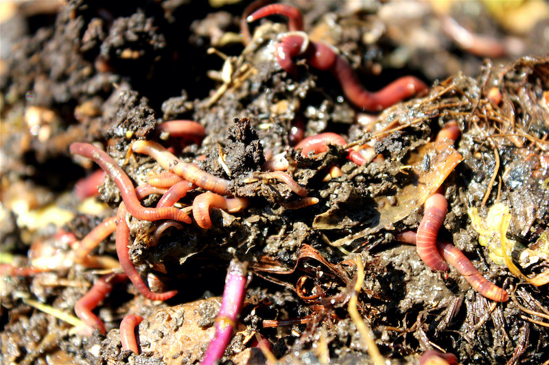 Biodiversité et conservation des sols