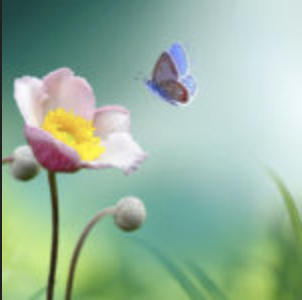 Soin de groupe Amena