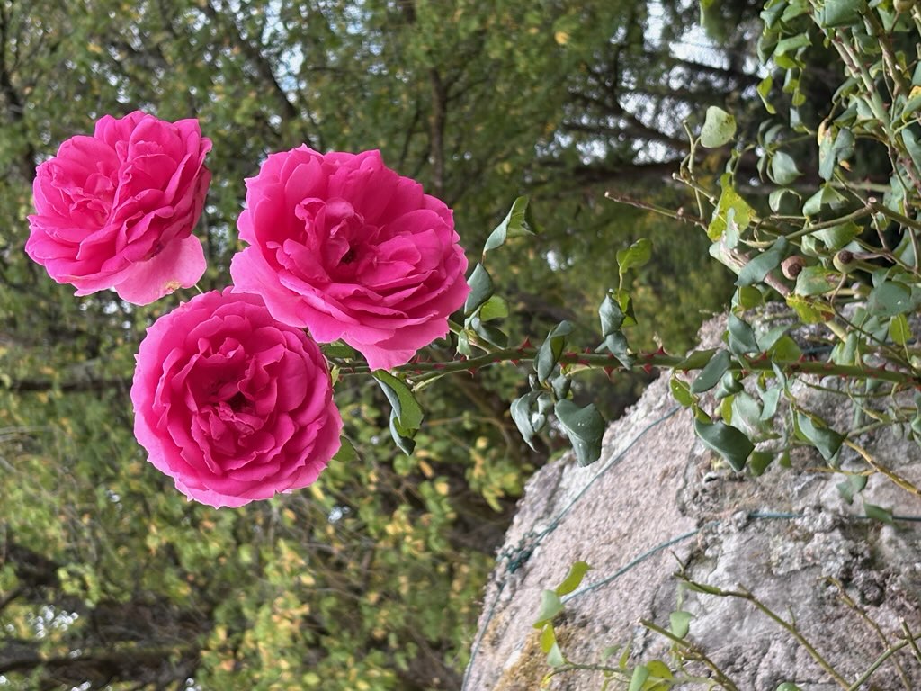 LES TEMPS DE L’AMOUR, CORPS ET ÂME