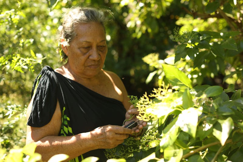 Les trésors oubliés des plantes