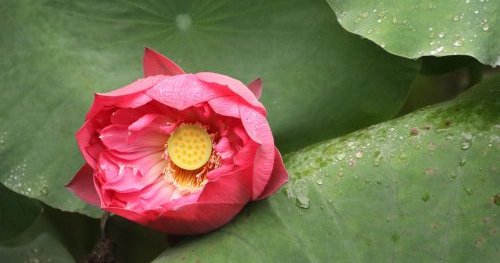 Deuxième porte du soin taôiste
