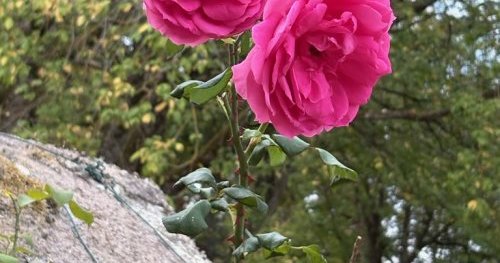 LES TEMPS DE L’AMOUR, CORPS ET ÂME