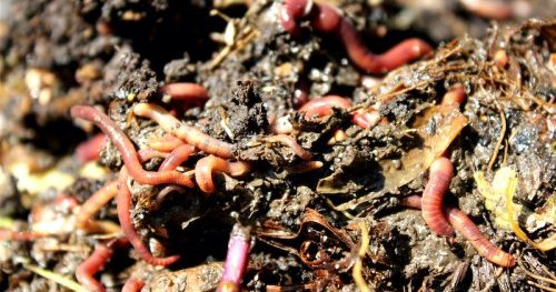 Biodiversité et conservation des sols