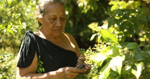Les trésors oubliés des plantes
