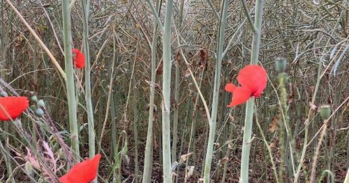 Couleurs en fleurs